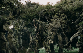 Ents