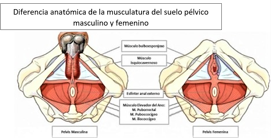 Фасции мочеполовой диафрагмы. Мышцы дна малого таза анатомия. Анатомия тазового дна у мужчин. Мышцы тазового дна у женщин анатомия. Фасции промежности анатомия.