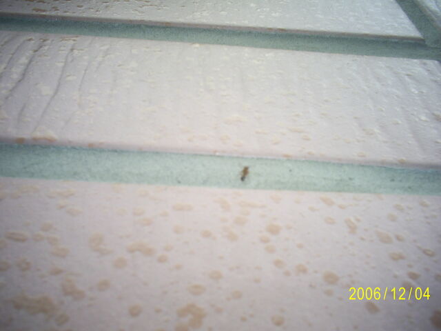 File:Pic 0325.jpg