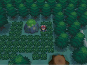 Moss Rock - Pinwheel Forest