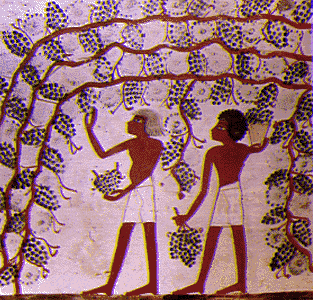 Egypt farmers