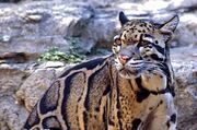 250px-Clouded leopard