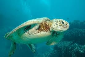 SeaTurtle