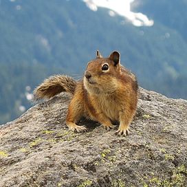 Spermophilus saturatus -siiseli