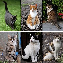 250px-Collage of Six Cats-01