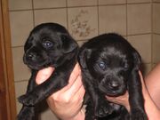 Labradorinnotaja uros pentuja