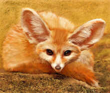 Fennecfox
