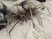 Trama Root
