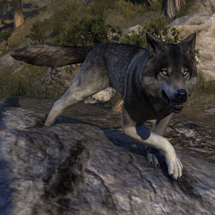 Dire Wolf Elder Scrolls Fandom