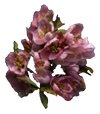 Timsa-Come-By Flowers Tribunal Ingredient