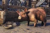 Bristlegut Pig