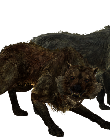 Wolf Skyrim Elder Scrolls Fandom