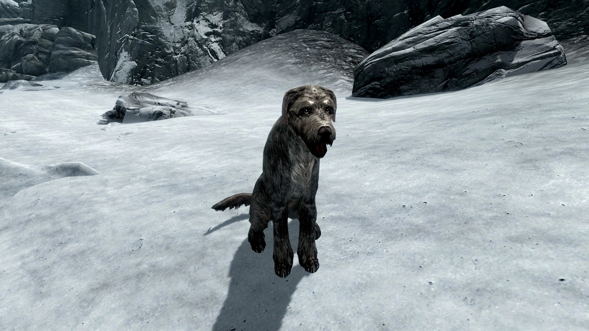 Stray Dog Elder Scrolls FANDOM powered by Wikia