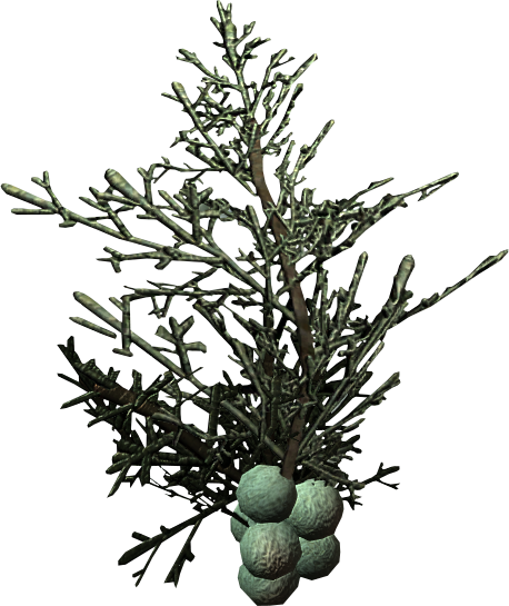 skyrim alchemy recipes juniper berries skyrim alchemy recipes juniper berries