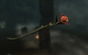 Rosa di Sanguine