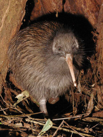 File:Kiwi.jpg