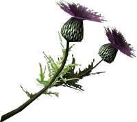 Thistle branch