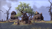 Ebonheart Hist Sapling