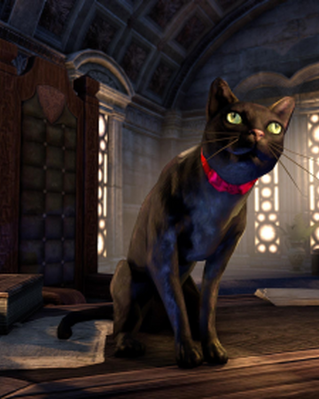 Black Cat Elder Scrolls Fandom
