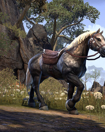 Dapple Gray Palfrey Elder Scrolls Fandom