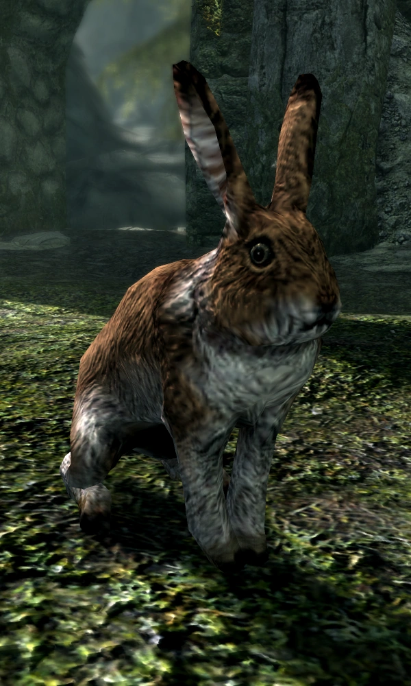 Rabbit (Skyrim) Elder Scrolls Fandom
