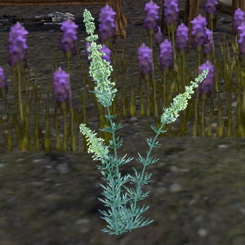 Wormwood Elder Scrolls Fandom