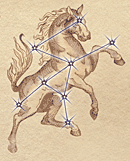 Birth steed