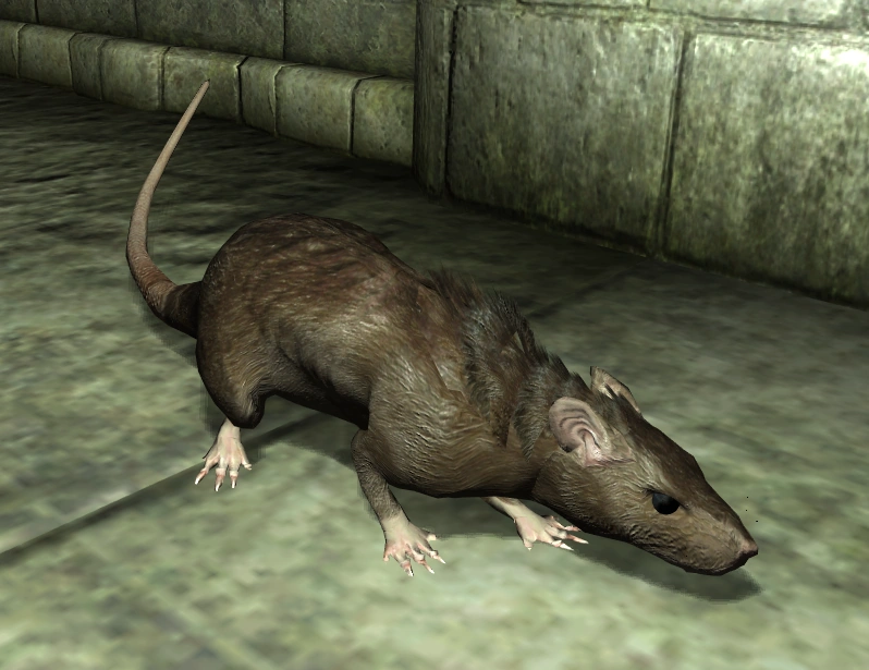 Kanalratte Elder Scrolls Wiki FANDOM powered by Wikia