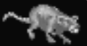 Rat (Arena)