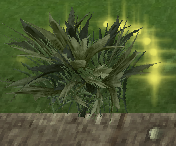 WeedsPlant
