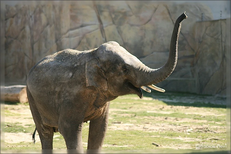 Sang Raja EleWiki FANDOM powered by Wikia