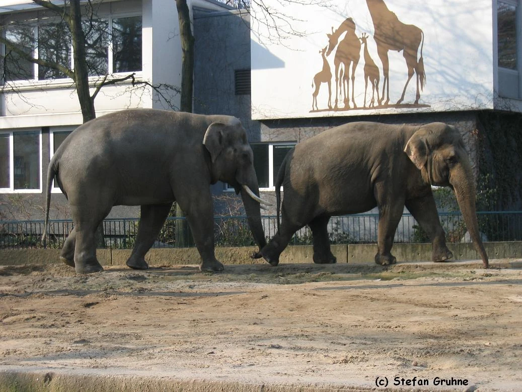 Victor EleWiki Fandom