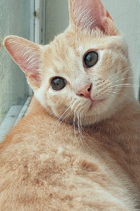 Honey