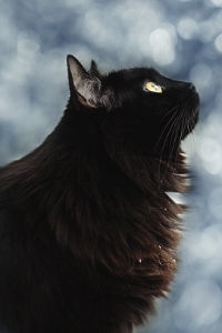Crow