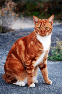 Hollypaw