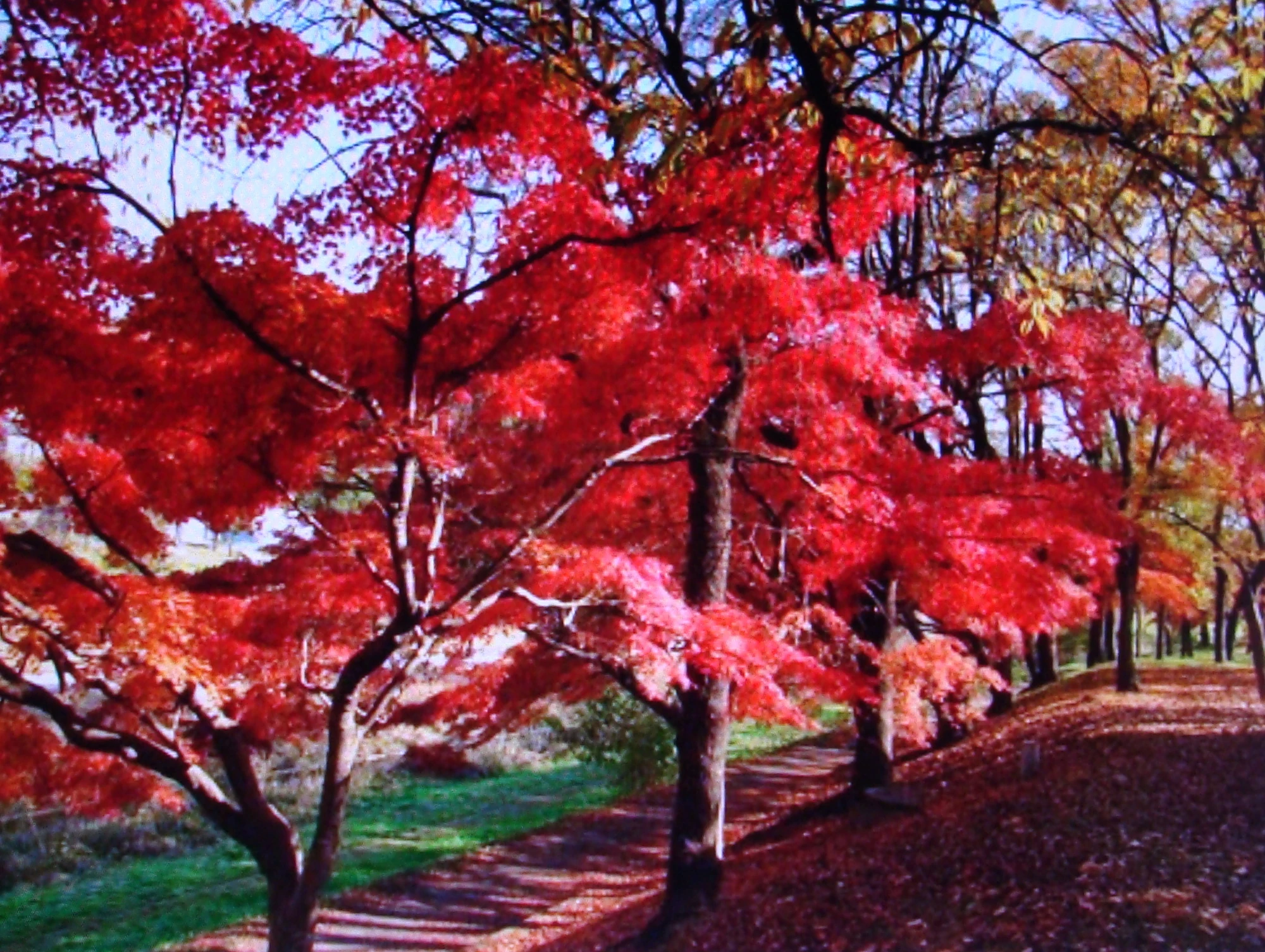 Red maple tree facts image