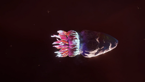 Bullet-Mollusc