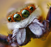 Adult Male Hentzia palmarum Jumping Spider