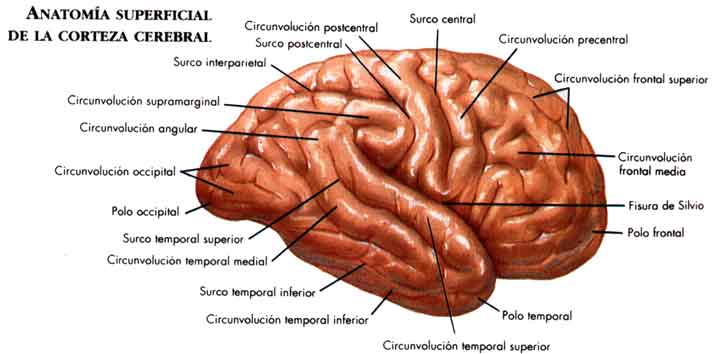 4cerebro