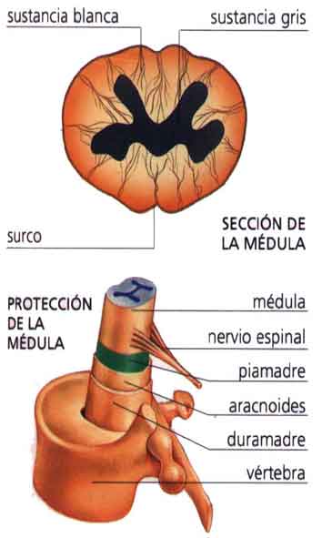7medula-espinal