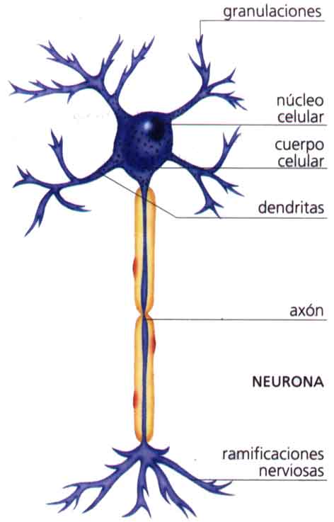 2neurona