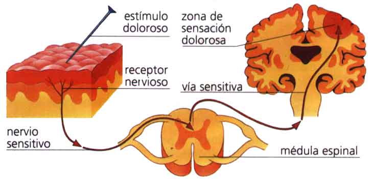 9dolor