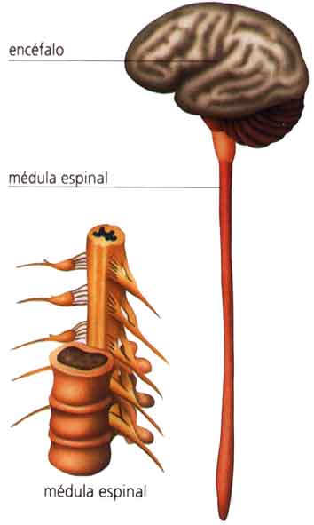 6medula-espinal