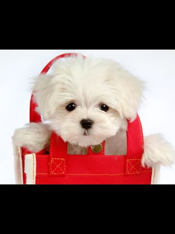 File:Adorable dogs.jpg