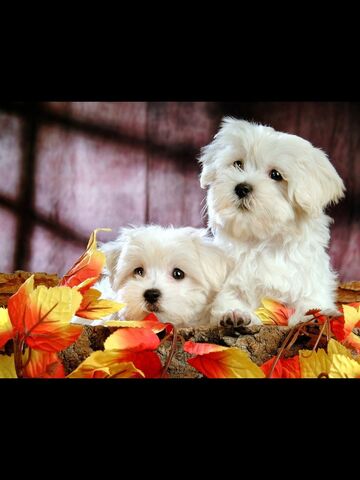 File:Puppy's .jpg