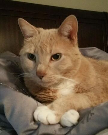 teddy cat