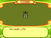 Fly