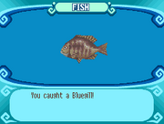 Bluegill