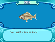 Crucian Carp