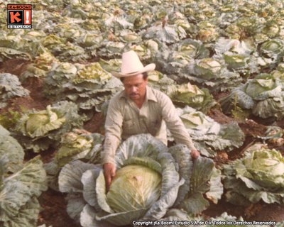 Lechuga 2